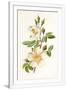 Gramercy White