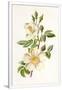 Gramercy White