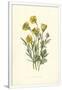 Gramercy White