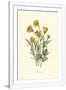 Gramercy White