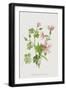 Black Frame