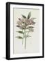 Black Frame