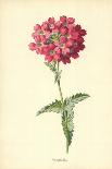 Snapdragon-Frederick Edward Hulme-Giclee Print