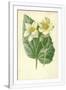 Gramercy White