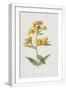White Frame