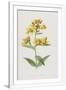 Gramercy White