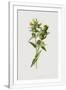 Gramercy White