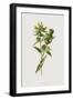 Black Frame