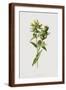 Brown Frame