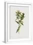 White Frame