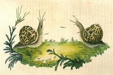 Snails-Frederick P. Nodder-Giclee Print