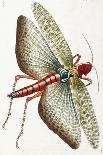 Egyptian Locust, 1790-Frederick Polydor Nodder-Giclee Print