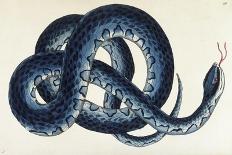 Southern Water Snake-Frederick Polydor Nodder-Framed Giclee Print