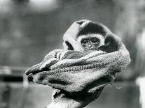 A Baby Gibbon Wrapped in a Blanket and Held in One Hand at London Zoo, June 1922-Frederick William Bond-Photographic Print