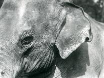 A Burmese Elephant, London Zoo, September 1926 (B/W Photo)-Frederick William Bond-Giclee Print