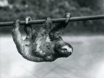 A Three-Toed Sloth Slowly Makes its Way Along a Pole at London Zoo, C.1913-Frederick William Bond-Photographic Print