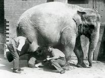 An Asian Elephant Being Ridden by Two Ladies and a Young Girl-Frederick William Bond-Photographic Print