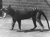 A Brazilian/South American Tapir at London Zoo, October 1922-Frederick William Bond-Photographic Print
