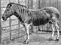 Quagga Mare in London Zoo, C1870-Frederick York-Stretched Canvas
