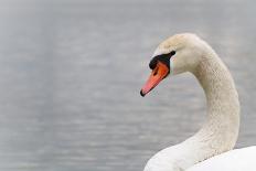 Swan-fredleonero-Mounted Photographic Print