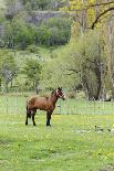 Chile, Aysen, Cerro Castillo. Horse in pasture.-Fredrik Norrsell-Photographic Print