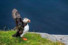 Norway, Finnmark, Loppa. Atlantic Puffin at their nesting cliffs.-Fredrik Norrsell-Photographic Print
