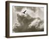 Free as a Bird-Toula Mavridou-Messer-Framed Photographic Print