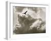 Free as a Bird-Toula Mavridou-Messer-Framed Photographic Print