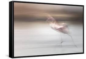 Free as a bird-Valda Bailey-Framed Stretched Canvas