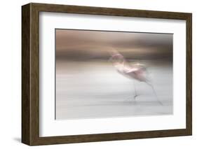 Free as a bird-Valda Bailey-Framed Photographic Print
