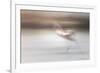 Free as a bird-Valda Bailey-Framed Photographic Print