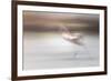 Free as a bird-Valda Bailey-Framed Photographic Print