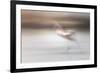 Free as a bird-Valda Bailey-Framed Photographic Print