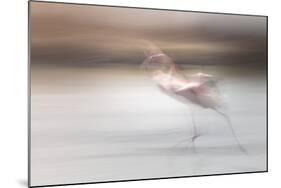 Free as a bird-Valda Bailey-Mounted Photographic Print