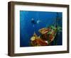 Free Diver Exploring the Ship Wreck in Tropical Sea-Dudarev Mikhail-Framed Photographic Print