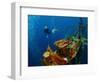 Free Diver Exploring the Ship Wreck in Tropical Sea-Dudarev Mikhail-Framed Photographic Print