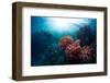 Free Diver Exploring Vivid Coral Reef in Tropical Sea-Dudarev Mikhail-Framed Photographic Print