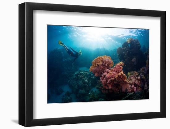 Free Diver Exploring Vivid Coral Reef in Tropical Sea-Dudarev Mikhail-Framed Photographic Print