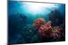 Free Diver Exploring Vivid Coral Reef in Tropical Sea-Dudarev Mikhail-Mounted Photographic Print