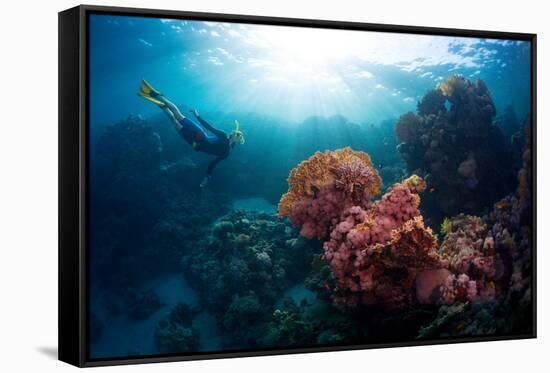 Free Diver Exploring Vivid Coral Reef in Tropical Sea-Dudarev Mikhail-Framed Stretched Canvas