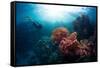 Free Diver Exploring Vivid Coral Reef in Tropical Sea-Dudarev Mikhail-Framed Stretched Canvas