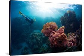 Free Diver Exploring Vivid Coral Reef in Tropical Sea-Dudarev Mikhail-Stretched Canvas
