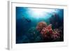 Free Diver Exploring Vivid Coral Reef in Tropical Sea-Dudarev Mikhail-Framed Photographic Print