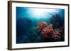 Free Diver Exploring Vivid Coral Reef in Tropical Sea-Dudarev Mikhail-Framed Photographic Print