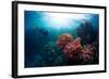 Free Diver Exploring Vivid Coral Reef in Tropical Sea-Dudarev Mikhail-Framed Photographic Print