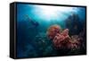 Free Diver Exploring Vivid Coral Reef in Tropical Sea-Dudarev Mikhail-Framed Stretched Canvas