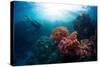 Free Diver Exploring Vivid Coral Reef in Tropical Sea-Dudarev Mikhail-Stretched Canvas