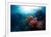 Free Diver Exploring Vivid Coral Reef in Tropical Sea-Dudarev Mikhail-Framed Photographic Print