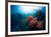 Free Diver Exploring Vivid Coral Reef in Tropical Sea-Dudarev Mikhail-Framed Photographic Print