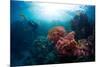 Free Diver Exploring Vivid Coral Reef in Tropical Sea-Dudarev Mikhail-Mounted Photographic Print